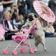 Illustration for article titled Highlights From "Puglandia," Oregon's Annual Pug Crawl